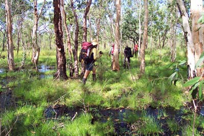 Walking through a paperbark swamp