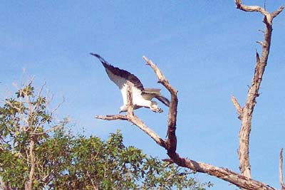 White breasted sea eagle