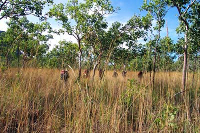 Walking through the spear grass