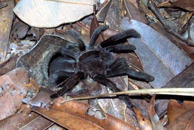 Trap door spider