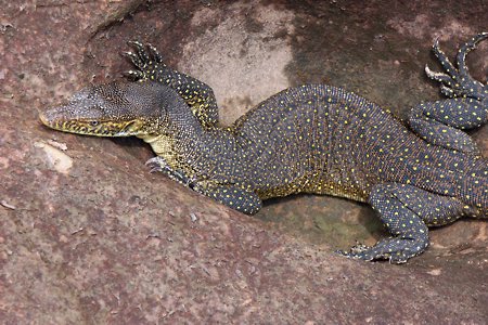 Water monitor