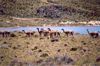 Guanacos in park near Route 40