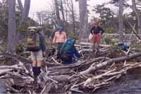 Walking through trees cut by beaver