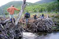 Crossing a beaver dam, photo B Smith