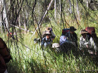 Walking through tall grass