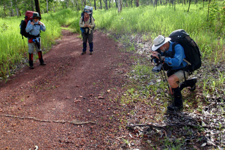 Photographing the caterpillars, D Butcher