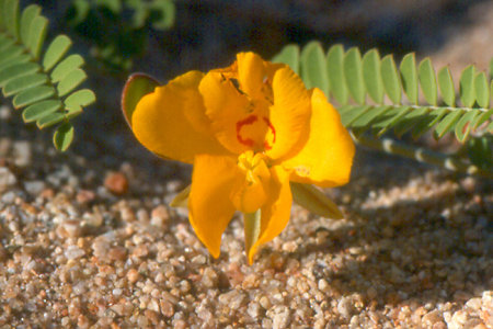 One of the many wildflowers