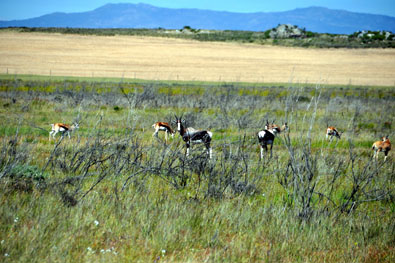 Bontebok