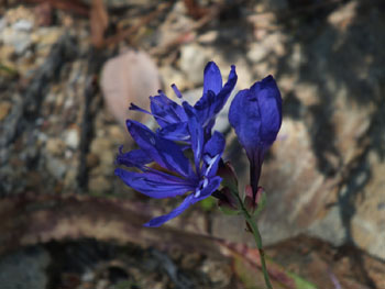 Wildflower