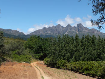 The track through the orange orchard