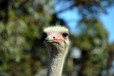 Curious ostrich
