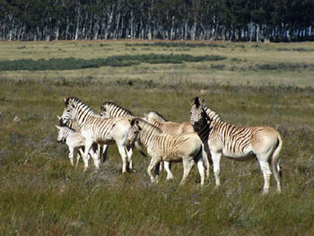 Quagga