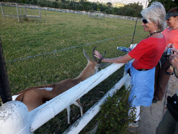 Up close and personal with a springbok