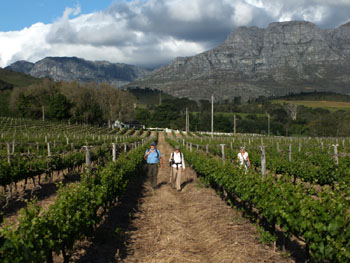 Walking through a vineyeard, last afternoon