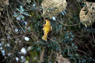 Weaver nest
