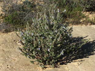 Wild sage