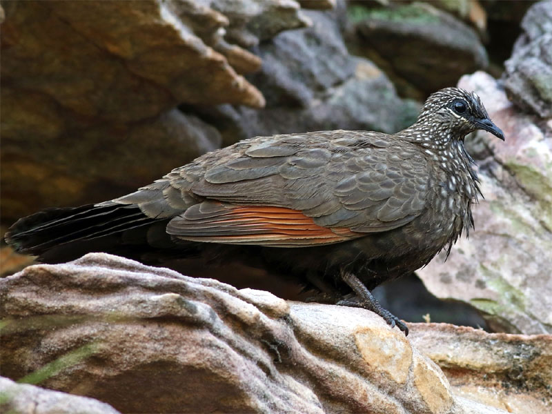 Chestnut quilled rock pigeon