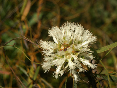 Asteromyrtis magnifica