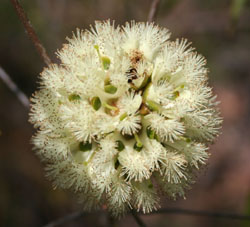 Asteromyrtus magnifica