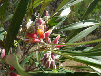 Grevillea flower