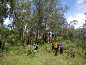 Paperbark forest next to upper Twin Falls Creek, photo V Heywood