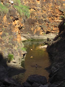 Bungles swim