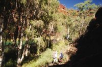 Walking throuigh the paperbarks in Dales Gorge