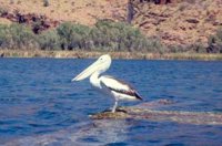 Pelican. The canoe allows you to get quite close to the birds.