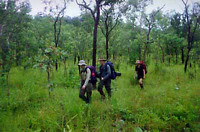 Walking in open woodland