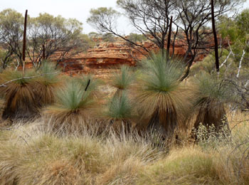 Grass trees, Xanthorrhoea thorntonii, Watarrka