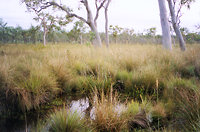 Birdie Creek headwaters