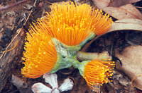 Eucalyptus flower