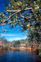 Banksia and creek