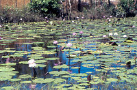 Lily Pond