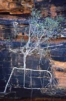 Fig growing on rock