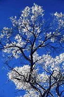 Desert tree and sky